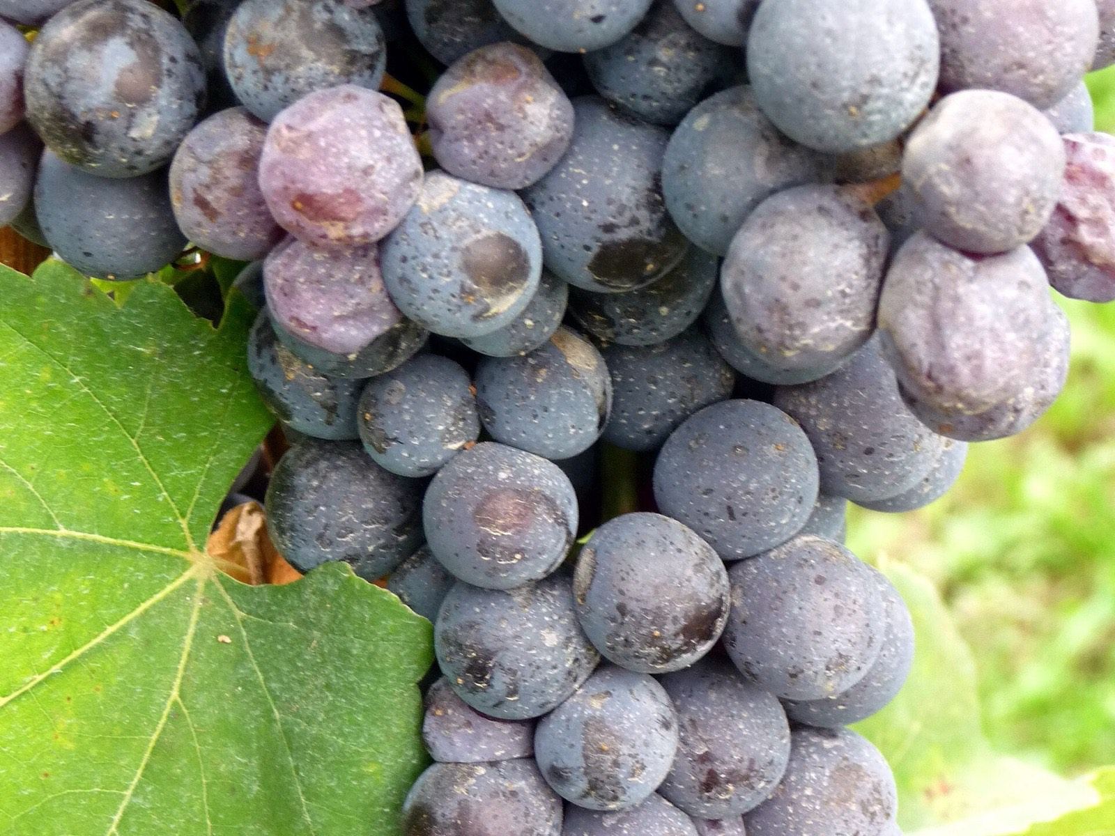 Reife Nebbiolo-Trauben am Rebstock