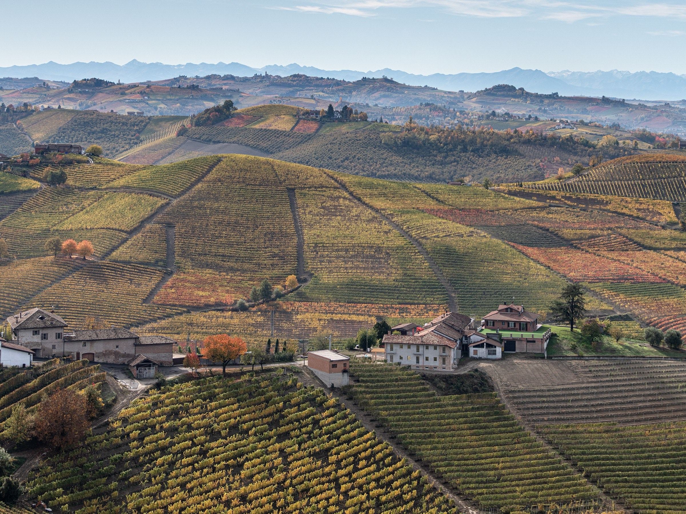 Herbstliche Weinberge und Gehöfte bei Barbaresco, dahinter die Alpen
