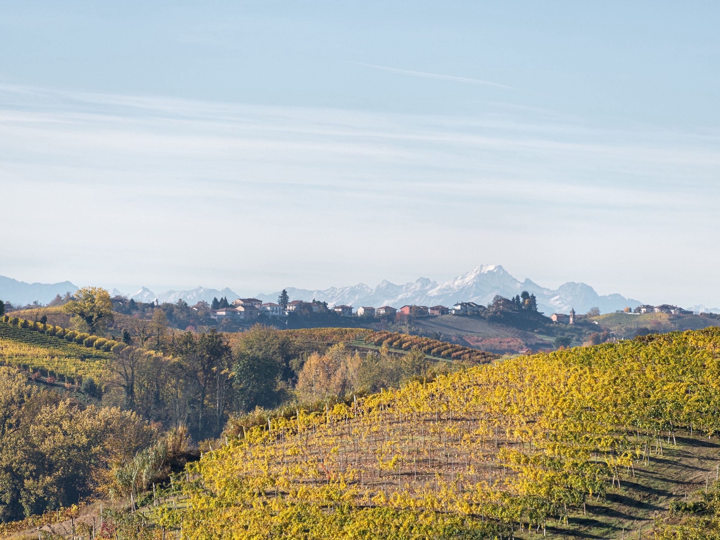 Herbstliche Weinberge in den Hügeln des Roero, dahinter die Alpen