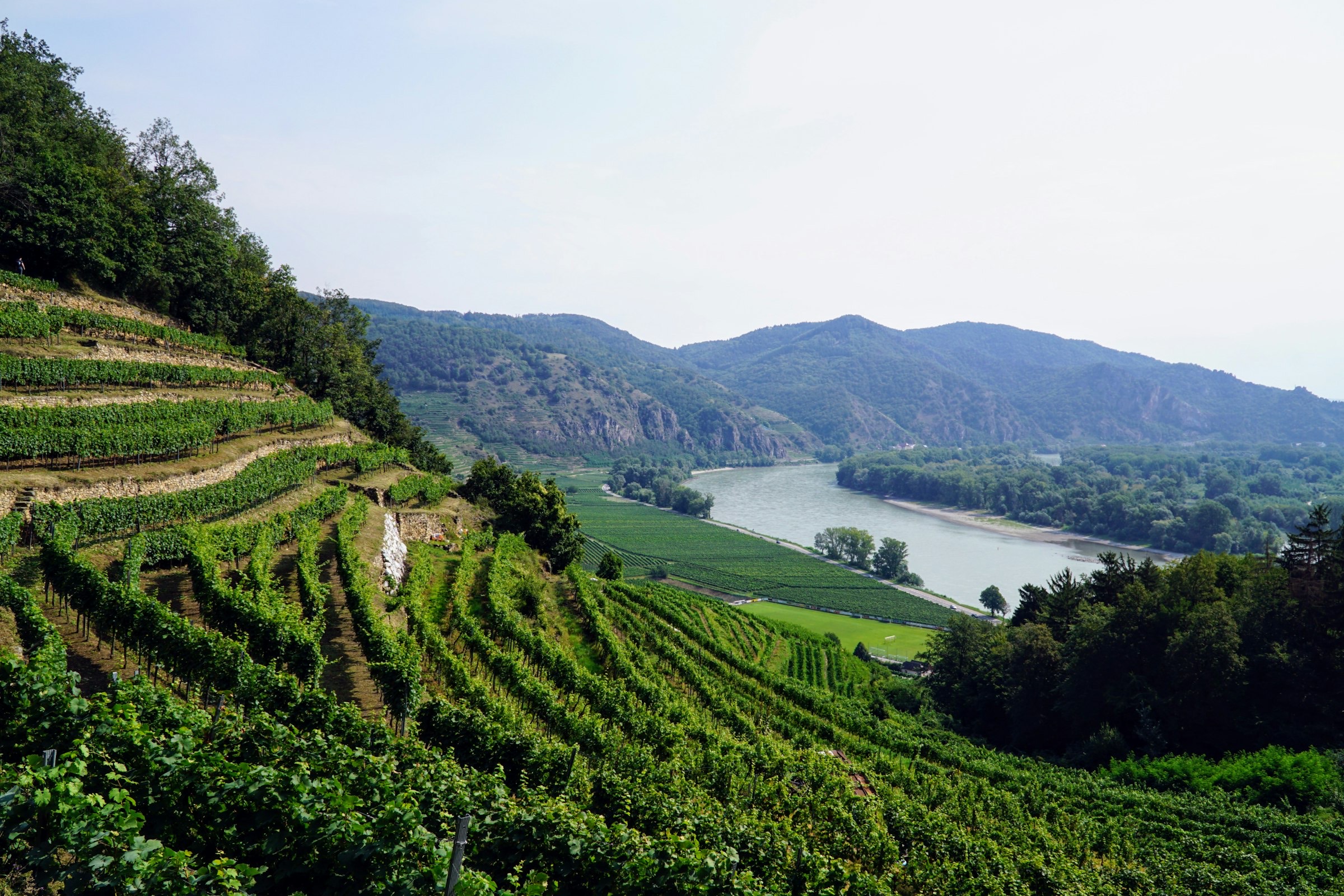 Steile Weinbergterrassen über der Donau in der Wachau