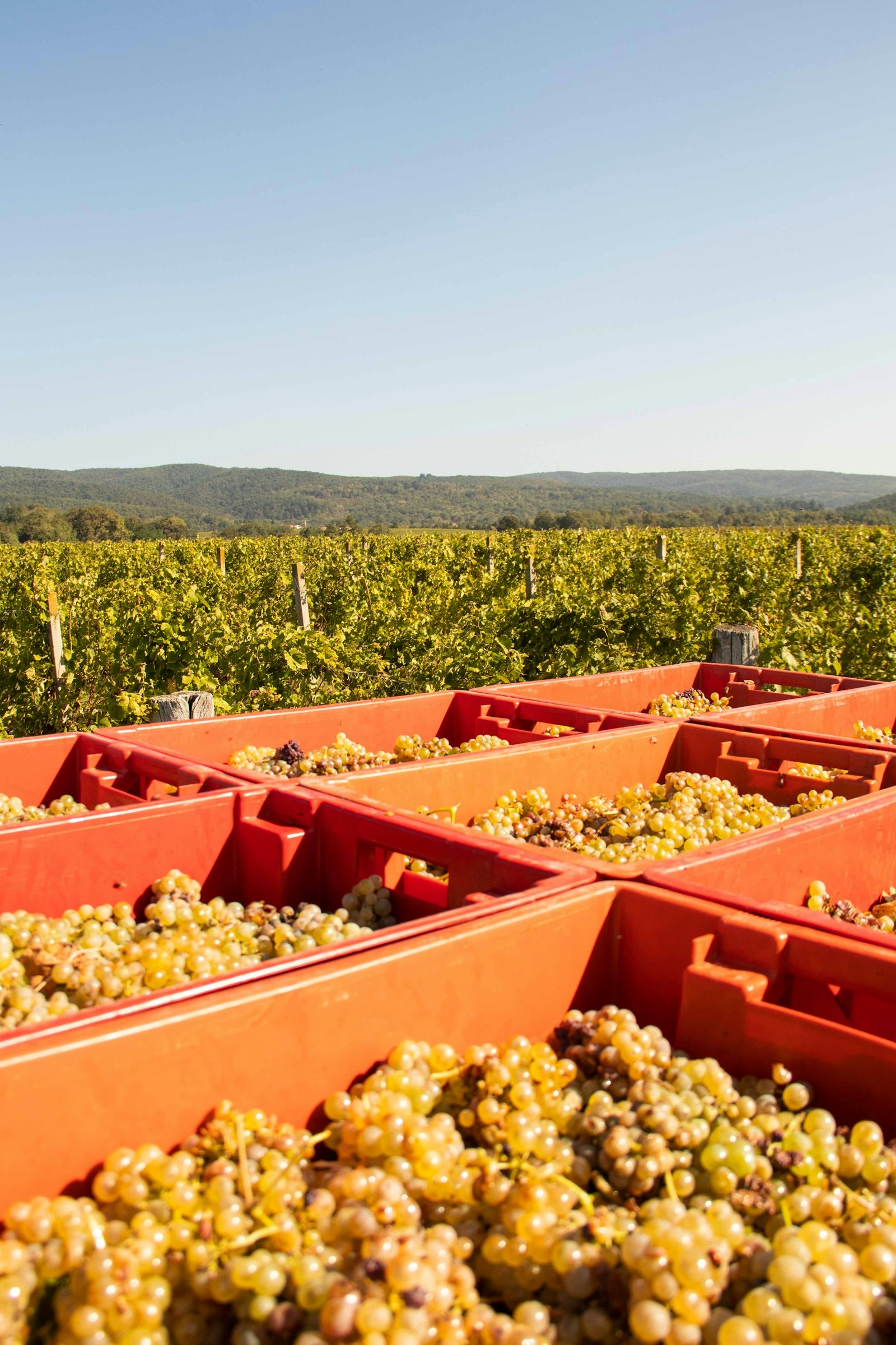 Lesekisten mit Trauben im Weinberg