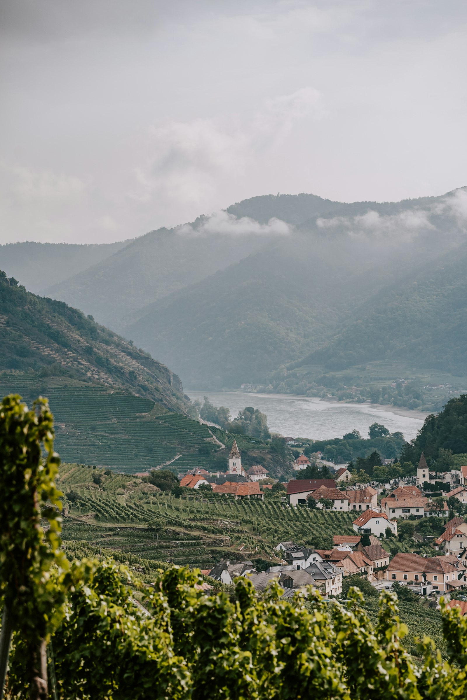 Nebel über dem Donautal, Weinberge und ein Dorf am Hang